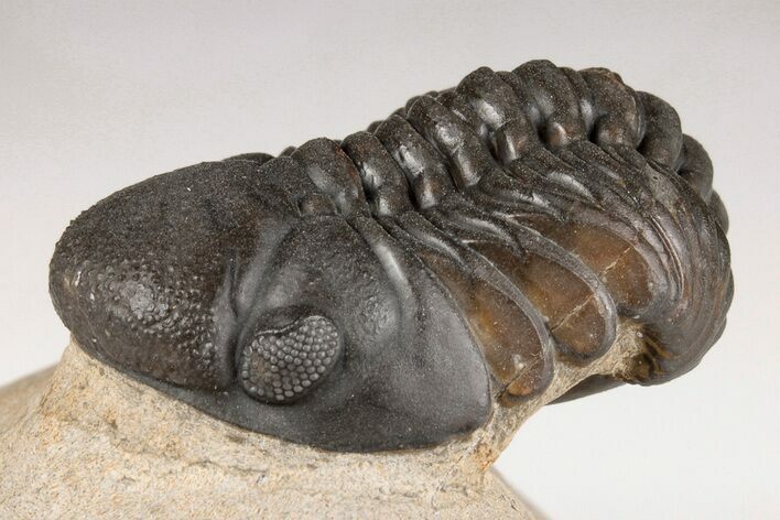 1.5" Detailed Reedops Trilobite - Atchana, Morocco
